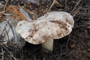  ( - FDS-CA-00675)  @11 [ ] by-nc (2024) Warren Cardimona Fungal Diversity Survey