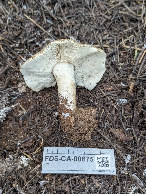  ( - FDS-CA-00675)  @11 [ ] by-nc (2024) Warren Cardimona Fungal Diversity Survey