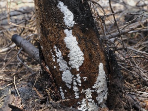  ( - FDS-CA-00178)  @11 [ ] by-nc (2024) Taye Bright Fungal Diversity Survey