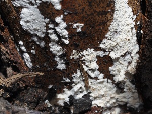  ( - FDS-CA-00178)  @11 [ ] by-nc (2024) Taye Bright Fungal Diversity Survey
