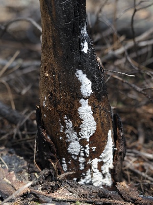  (Trichoderma sp. olrim509 - FDS-CA-00178)  @11 [ ] by-nc (2024) Taye Bright Fungal Diversity Survey