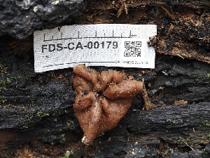  ( - FDS-CA-00179)  @11 [ ] by-nc (2024) Taye Bright Fungal Diversity Survey