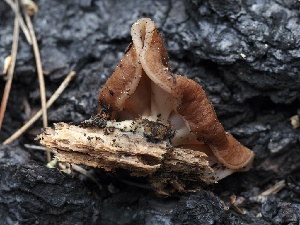  ( - FDS-CA-00179)  @11 [ ] by-nc (2024) Taye Bright Fungal Diversity Survey