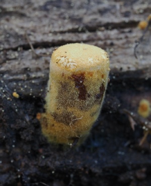 ( - FDS-CA-00190)  @11 [ ] by-nc (2024) Taye Bright Fungal Diversity Survey