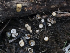  ( - FDS-CA-00190)  @11 [ ] by-nc (2024) Taye Bright Fungal Diversity Survey