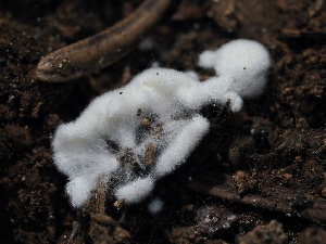  (Beauveria - FDS-CA-00192)  @11 [ ] by-nc (2024) Taye Bright Fungal Diversity Survey