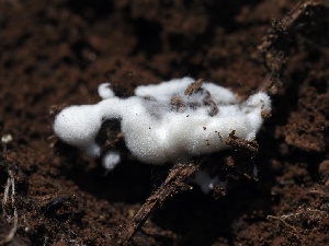  ( - FDS-CA-00192)  @11 [ ] by-nc (2024) Taye Bright Fungal Diversity Survey