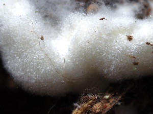  ( - FDS-CA-00192)  @11 [ ] by-nc (2024) Taye Bright Fungal Diversity Survey
