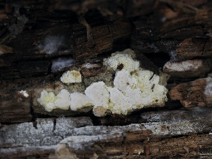  ( - FDS-CA-00199)  @11 [ ] by-nc (2024) Taye Bright Fungal Diversity Survey