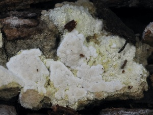  ( - FDS-CA-00199)  @11 [ ] by-nc (2024) Taye Bright Fungal Diversity Survey