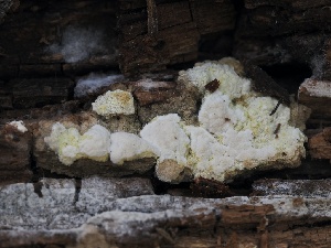  ( - FDS-CA-00199)  @11 [ ] by-nc (2024) Taye Bright Fungal Diversity Survey