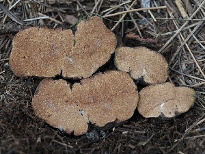  ( - FDS-CA-00196)  @11 [ ] by-nc (2024) Taye Bright Fungal Diversity Survey