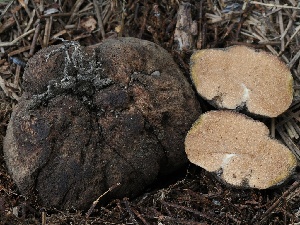  ( - FDS-CA-00196)  @11 [ ] by-nc (2024) Taye Bright Fungal Diversity Survey