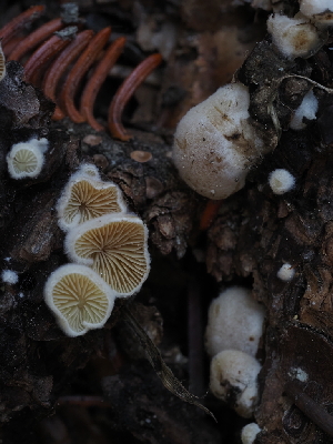  ( - FDS-CA-04271)  @11 [ ] by-nc (2024) Fresno Mycology Society Fungal Diversity Survey