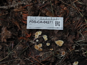  ( - FDS-CA-04271)  @11 [ ] by-nc (2024) Fresno Mycology Society Fungal Diversity Survey