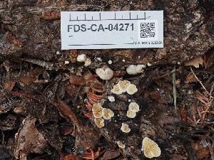  ( - FDS-CA-04271)  @11 [ ] by-nc (2024) Fresno Mycology Society Fungal Diversity Survey