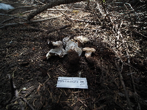  ( - FDS-CA-04273)  @11 [ ] by-nc (2024) Fresno Mycology Society Fungal Diversity Survey