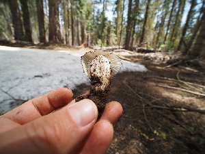  ( - FDS-CA-04273)  @11 [ ] by-nc (2024) Fresno Mycology Society Fungal Diversity Survey