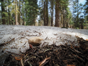  ( - FDS-CA-04273)  @11 [ ] by-nc (2024) Fresno Mycology Society Fungal Diversity Survey