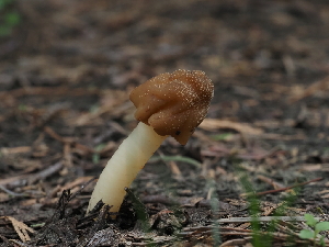  ( - FDS-CA-04276)  @11 [ ] by-nc (2024) Fresno Mycology Society Fungal Diversity Survey
