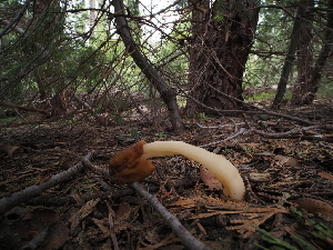  ( - FDS-CA-04276)  @11 [ ] by-nc (2024) Fresno Mycology Society Fungal Diversity Survey