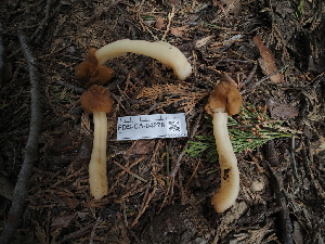  ( - FDS-CA-04276)  @11 [ ] by-nc (2024) Fresno Mycology Society Fungal Diversity Survey