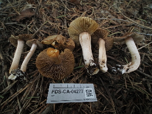  ( - FDS-CA-04277)  @11 [ ] by-nc (2024) Fresno Mycology Society Fungal Diversity Survey