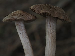  ( - FDS-CA-04277)  @11 [ ] by-nc (2024) Fresno Mycology Society Fungal Diversity Survey