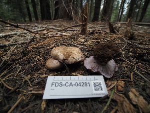  ( - FDS-CA-04281)  @11 [ ] by-nc (2024) Fresno Mycology Society Fungal Diversity Survey