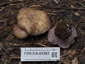  ( - FDS-CA-04281)  @11 [ ] by-nc (2024) Fresno Mycology Society Fungal Diversity Survey