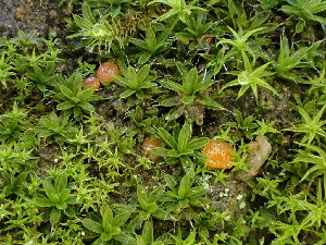  (Octospora sp. CA02 - FDS-CA-01561)  @11 [ ] c (2024) Rudy Diaz Fungal Diversity Survey