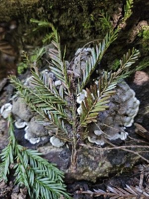  (Kretzschmaria deusta - FDS-CA-05184)  @11 [ ] by (2024) Mandy Hackney Fungal Diversity Survey