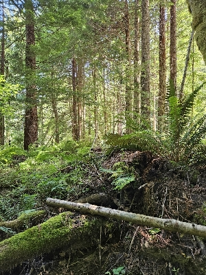  ( - FDS-CA-05184)  @11 [ ] by (2024) Mandy Hackney Fungal Diversity Survey