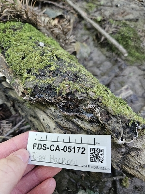  ( - FDS-CA-05172)  @11 [ ] by (2024) Mandy Hackney Fungal Diversity Survey