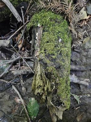 ( - FDS-CA-05172)  @11 [ ] by (2024) Mandy Hackney Fungal Diversity Survey
