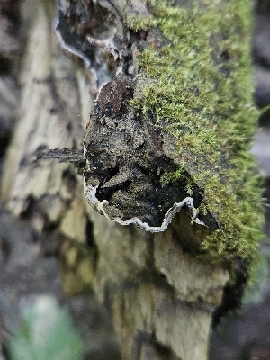  ( - FDS-CA-05172)  @11 [ ] by (2024) Mandy Hackney Fungal Diversity Survey