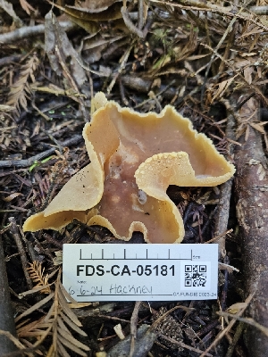  (Peziza sp. varia-PNW07 - FDS-CA-05181)  @11 [ ] by (2024) Mandy Hackney Fungal Diversity Survey