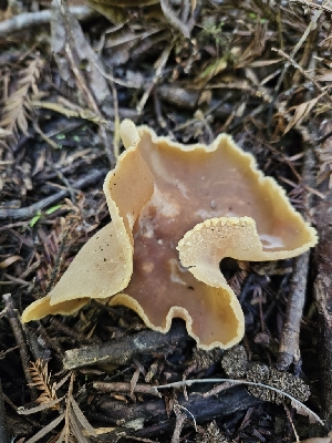  ( - FDS-CA-05181)  @11 [ ] by (2024) Mandy Hackney Fungal Diversity Survey