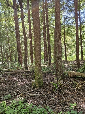  ( - FDS-CA-05181)  @11 [ ] by (2024) Mandy Hackney Fungal Diversity Survey