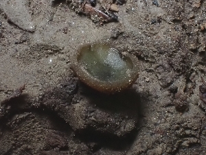  (Peziza sp. CA09 - FDS-CA-05179)  @11 [ ] by (2024) Mandy Hackney Fungal Diversity Survey
