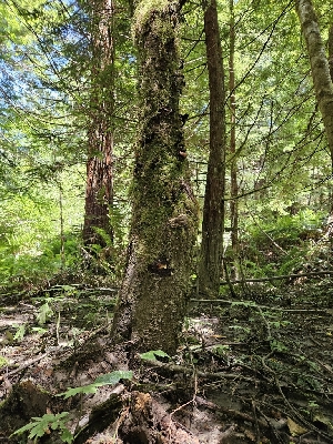  ( - FDS-CA-05179)  @11 [ ] by (2024) Mandy Hackney Fungal Diversity Survey