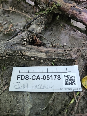  ( - FDS-CA-05178)  @11 [ ] by (2024) Mandy Hackney Fungal Diversity Survey