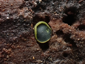  (Catinella - FDS-CA-05171)  @11 [ ] by (2024) Mandy Hackney Fungal Diversity Survey