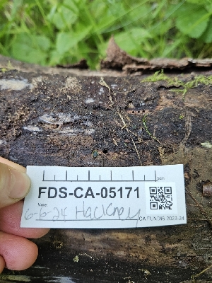  ( - FDS-CA-05171)  @11 [ ] by (2024) Mandy Hackney Fungal Diversity Survey