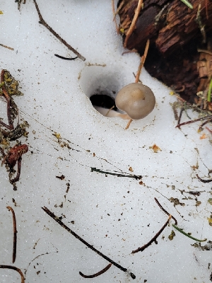  ( - FDS-CA-06100)  @11 [ ] by-nc (2024) Harte Singer Fungal Diversity Survey
