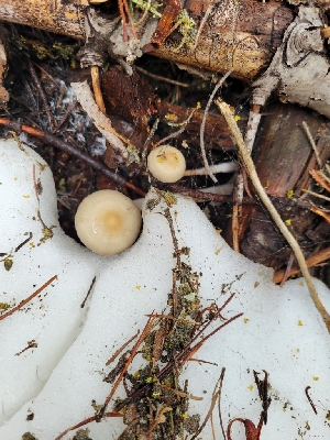  ( - FDS-CA-06100)  @11 [ ] by-nc (2024) Harte Singer Fungal Diversity Survey