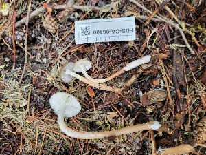  ( - FDS-CA-06100)  @11 [ ] by-nc (2024) Harte Singer Fungal Diversity Survey