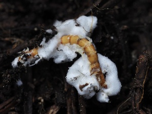  ( - FDS-CA-00636)  @11 [ ] by-nc (2024) Taye Bright Fungal Diversity Survey