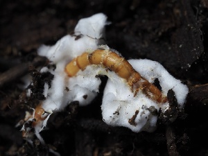  ( - FDS-CA-00636)  @11 [ ] by-nc (2024) Taye Bright Fungal Diversity Survey