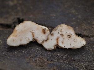  (Collybia sp. cookei-PNW01 - FDS-CA-00632)  @11 [ ] by-nc (2024) Taye Bright Fungal Diversity Survey